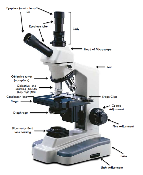 The Microscope - Anjali Ravee Microscopy